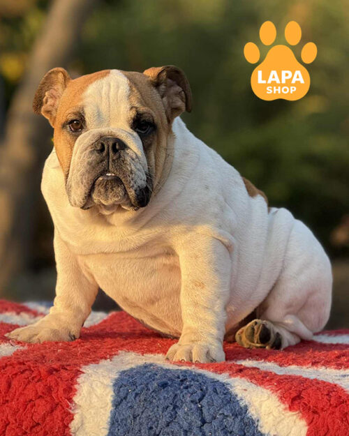 біло-рудий англійський бульдог