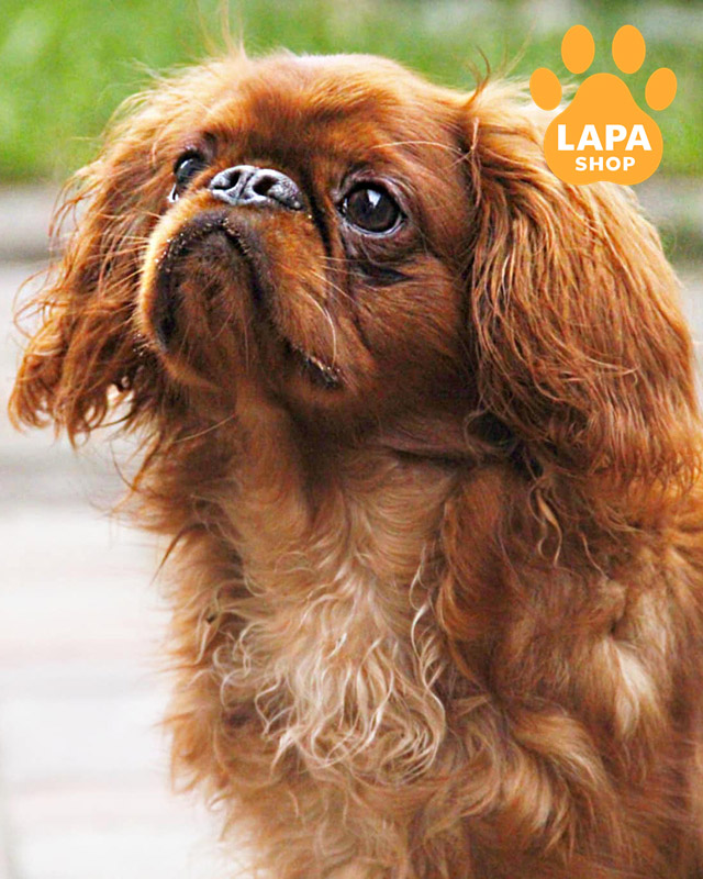 рубіновий кінг чарльз спаніель