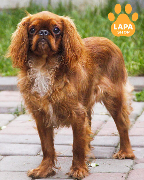 рубіновий кінг чарльз спаніель