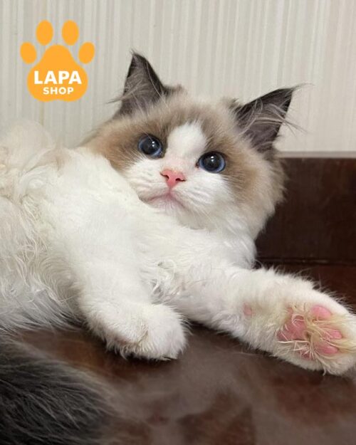 кошка рэгдолл