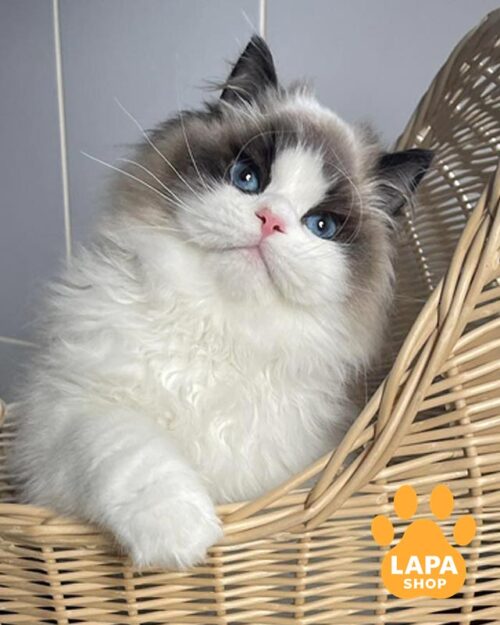 кішка регдол