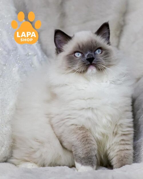 блакитний регдол