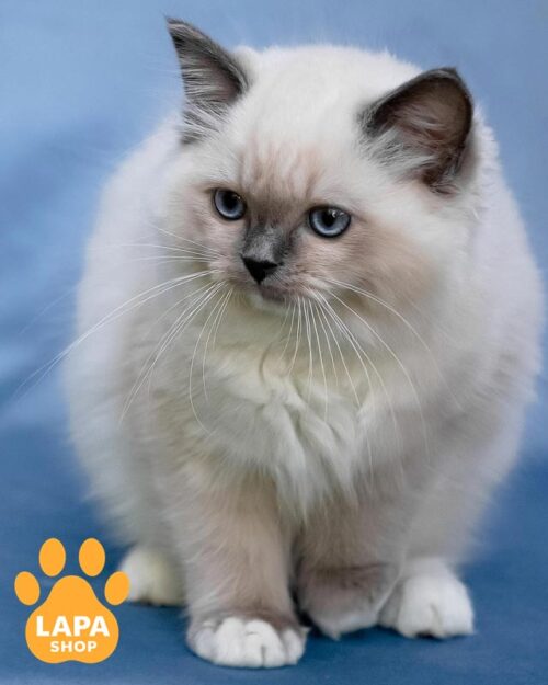 кішка регдол