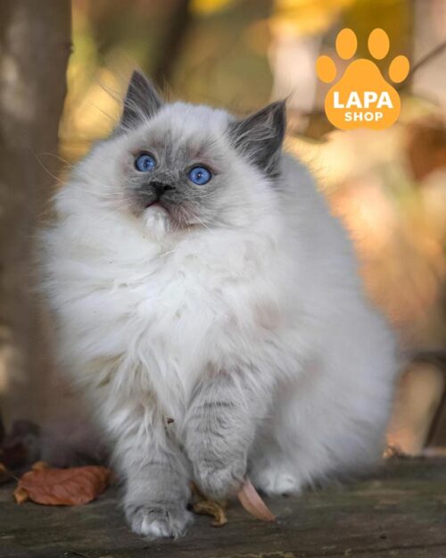 кошка рэгдолл