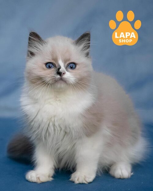 blue and white ragdoll