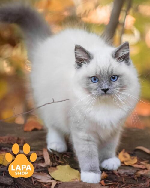 блакитний регдол