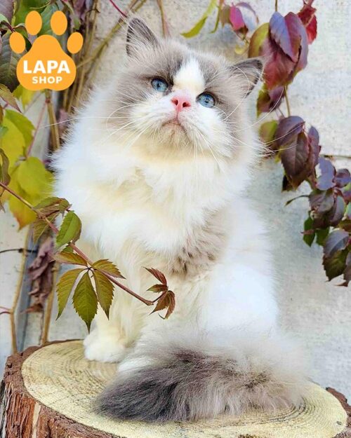 кот рэгдолл