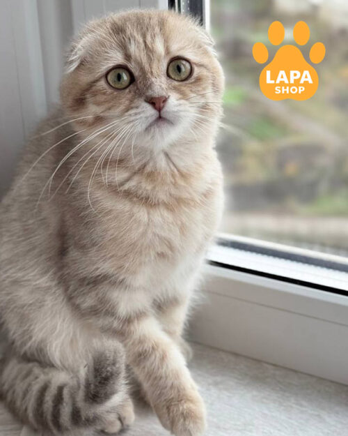 блакитний золотий скотіш-фолд