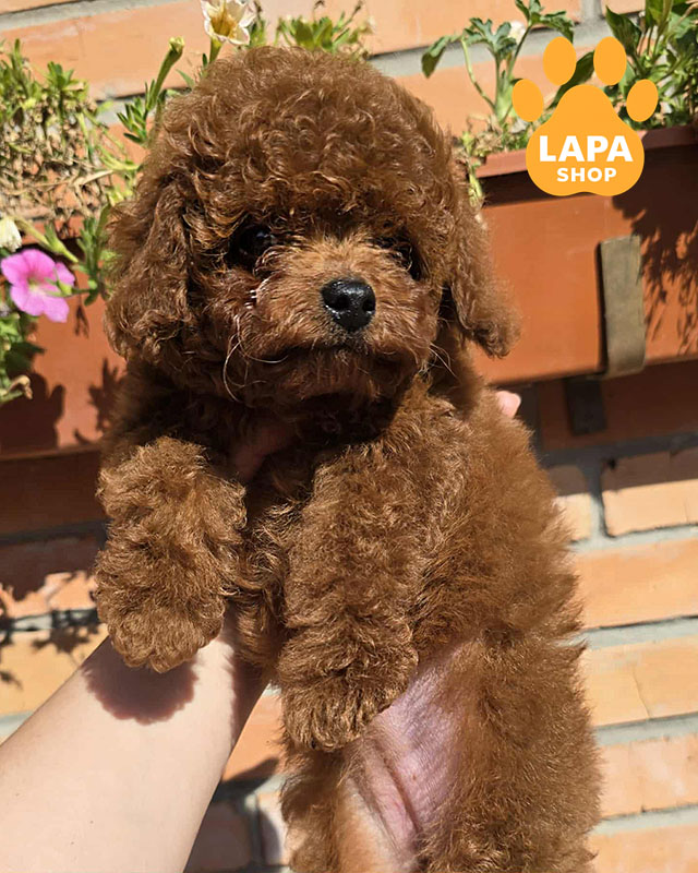 червоний той пудель