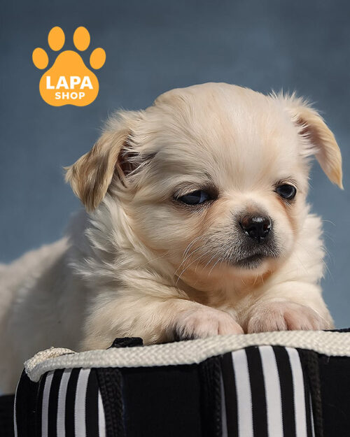 кремовий чихуахуа