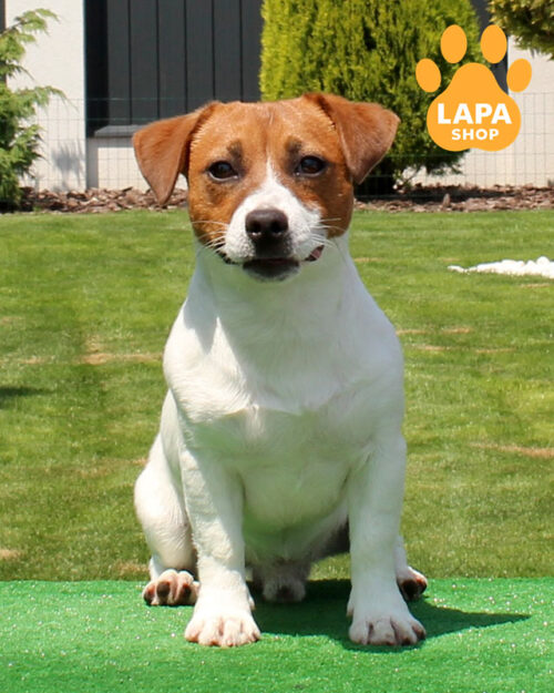 white and red Jack Russell Terrier
