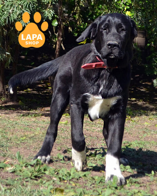 чорно-біла середньоазійська вівчарка