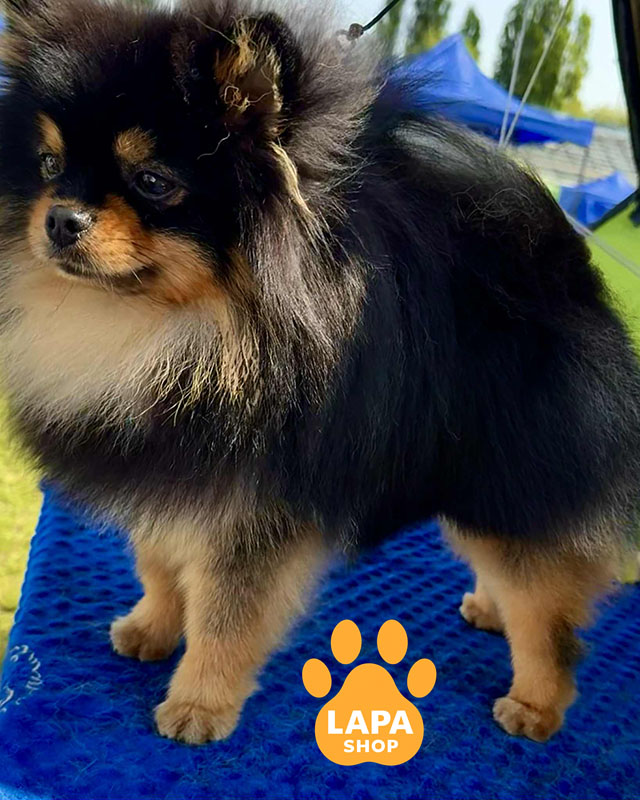 черный подпалый померанский шпиц