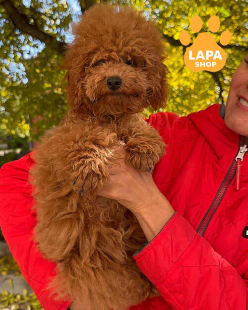 красный той пудель