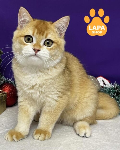 золотий шотландець