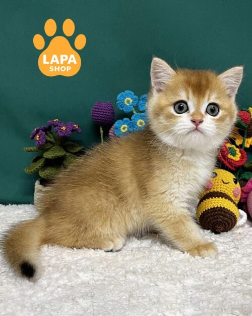 золотий шотландець