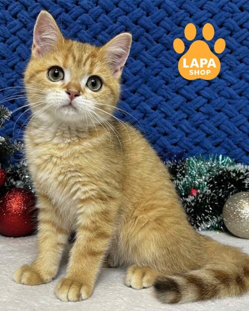 плямисто-золотий шотландець