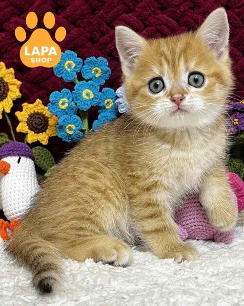 плямисто-золотий шотландець