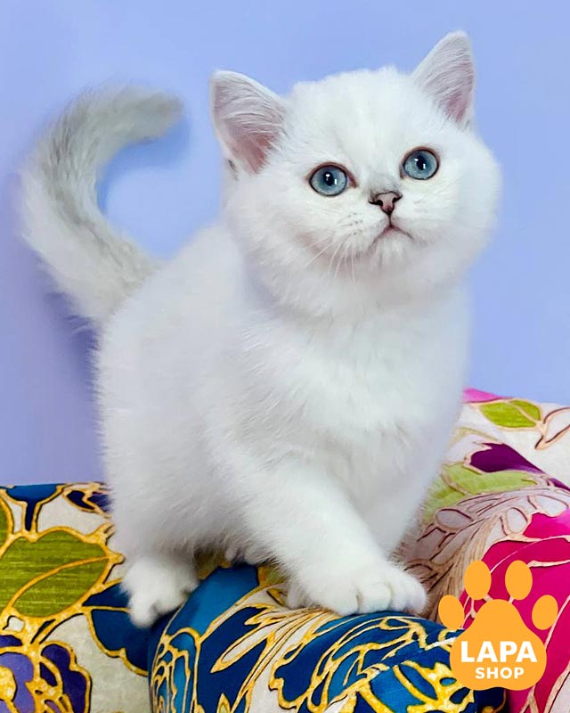 сріблястий шотландець