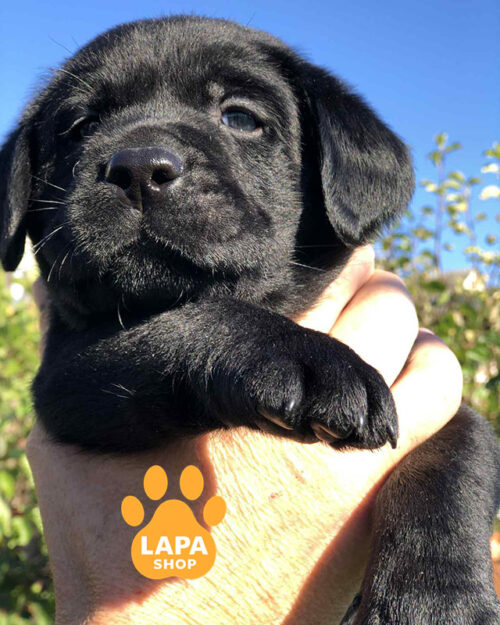 черный лабрадор-ретривер