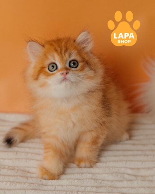 золотий хайленд-страйт