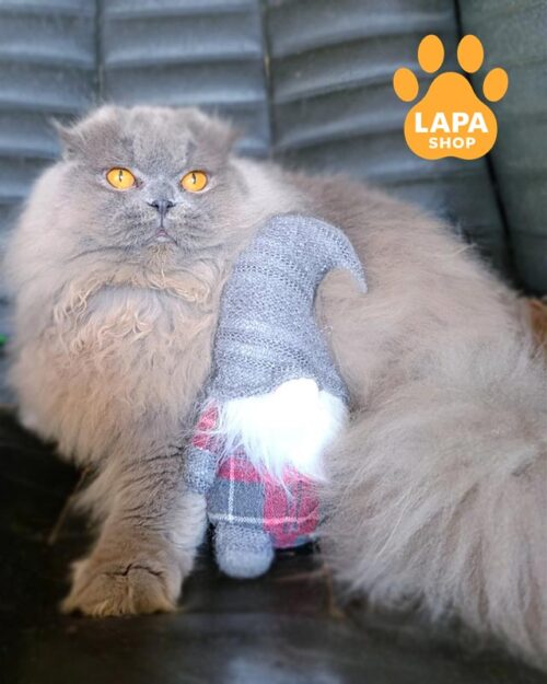 блакитний хайленд-фолд