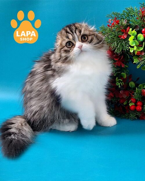 плямисто-білий хайленд-фолд