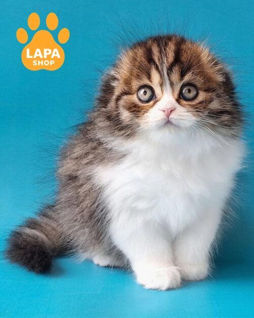 spotted and white Highland Fold