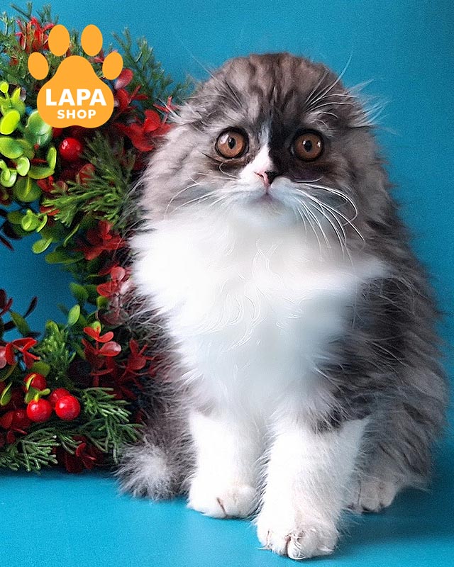 димно-білий хайленд-фолд