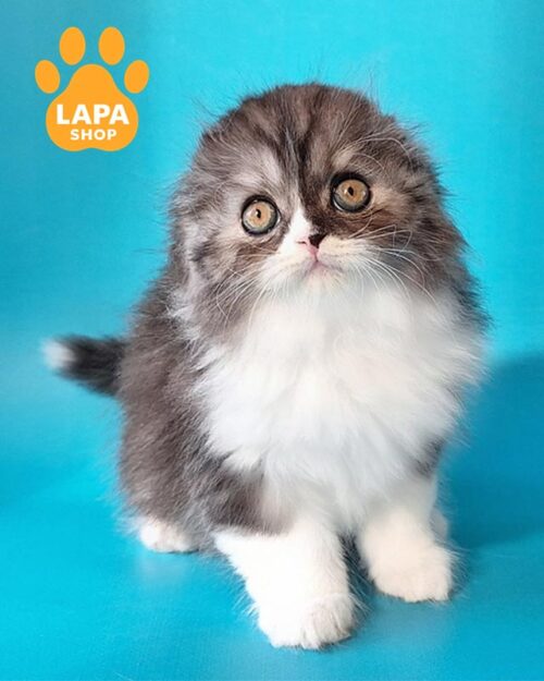 smoke white Highland Fold