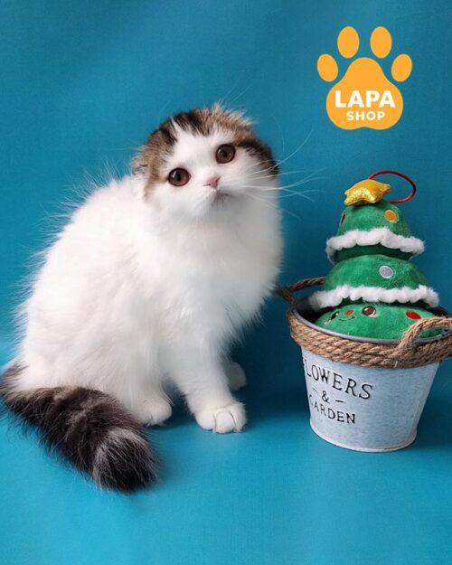 кішка хайленд-фолд