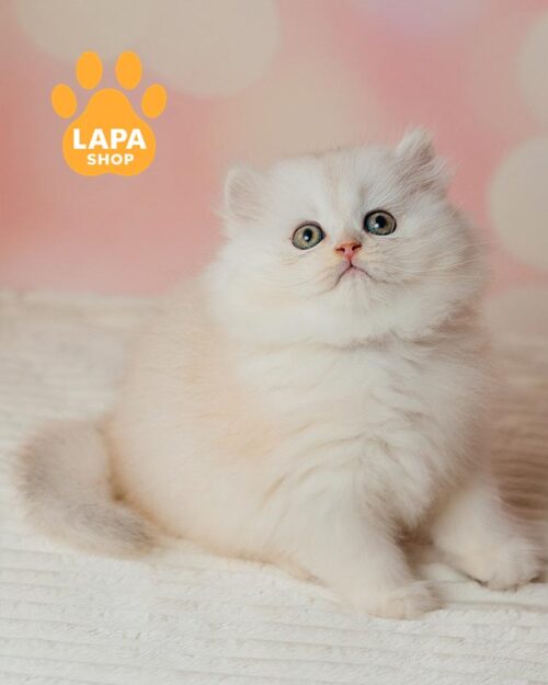 серебристый хайленд-страйт