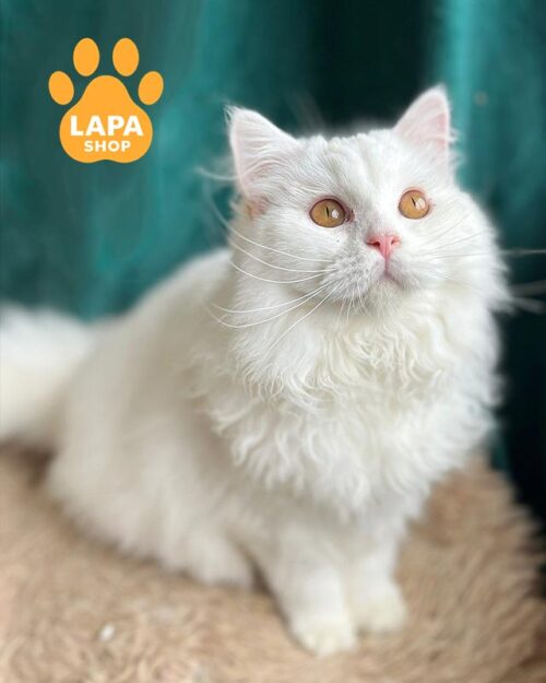 snow-white Highland Straight kitty