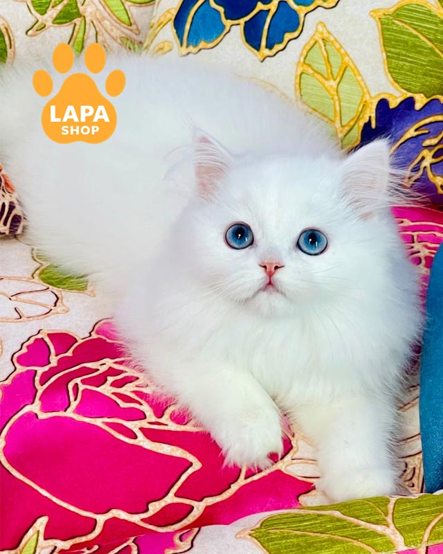 голубоглазый хайленд-страйт