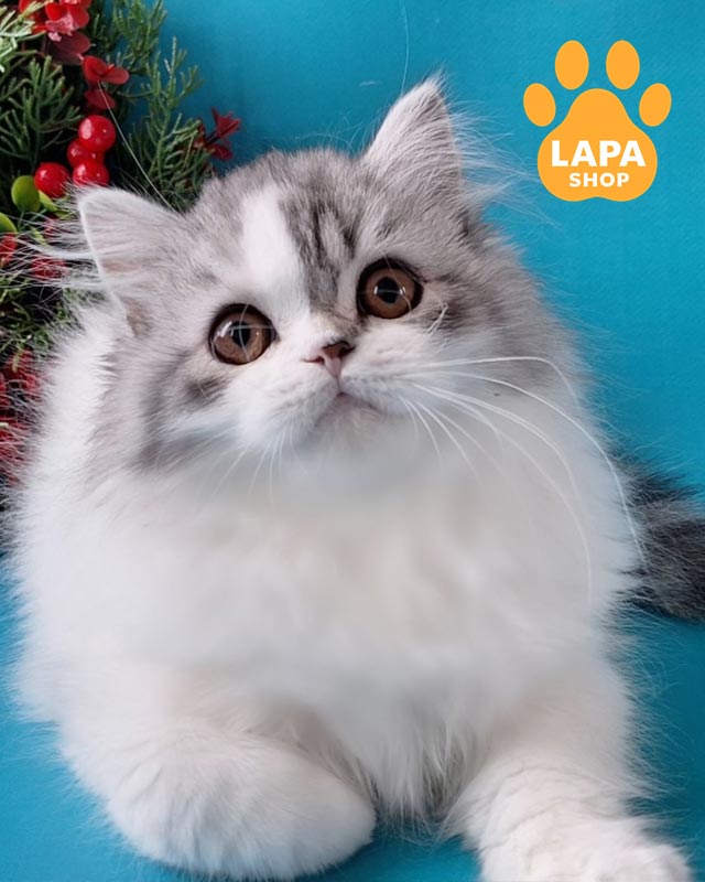 кошеня хайленд-страйт