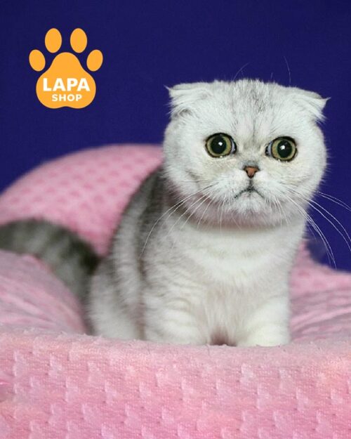 срібляста висловуха кішка