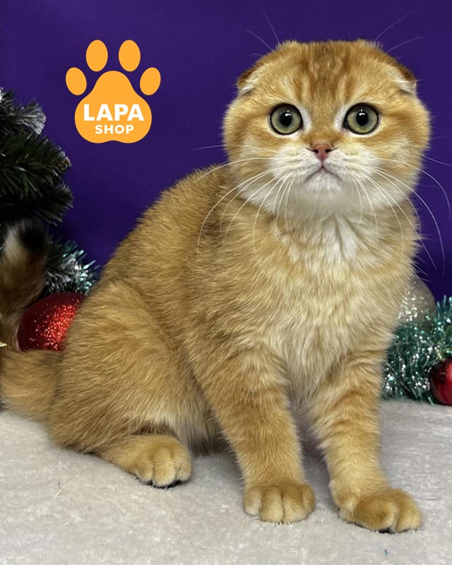 золотий скотіш-фолд