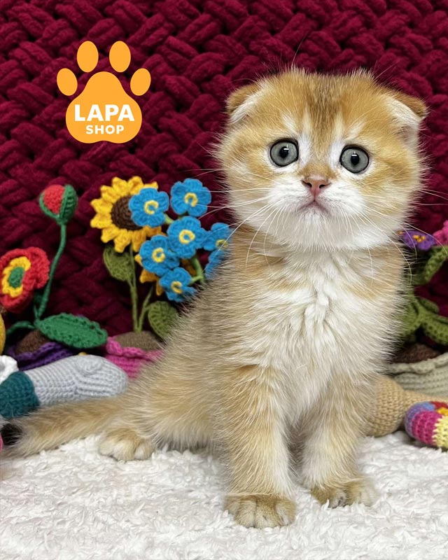 золотой скоттиш-фолд