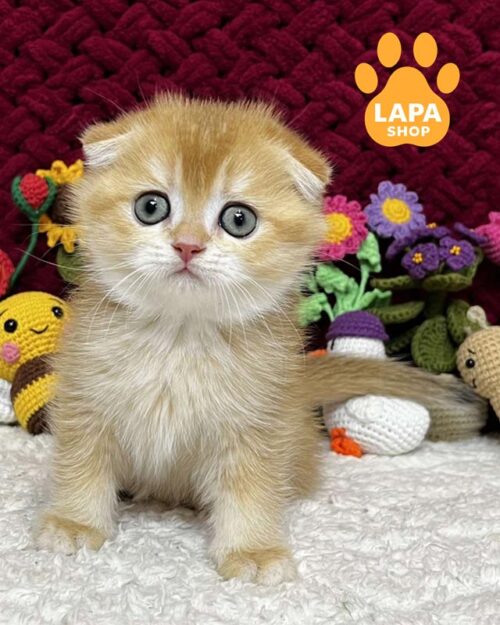 золотий скотіш-фолд