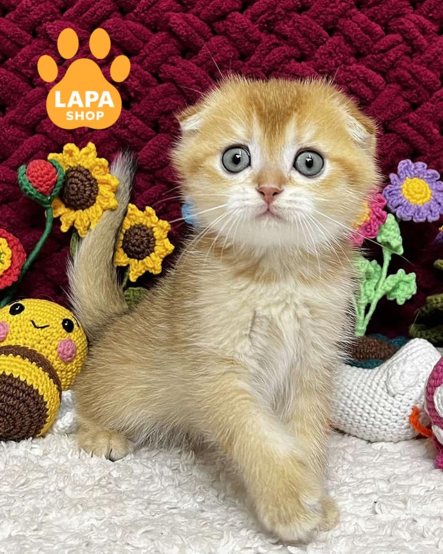 золота висловуха кішка