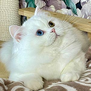 Marcy — роскошный шотландский длинношерстный красавчик в белой шубке и с невероятными голубыми глазками sfs dad