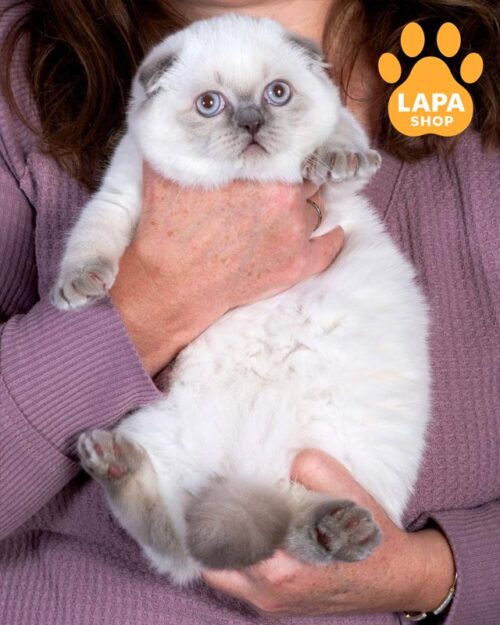 висловуха кішка