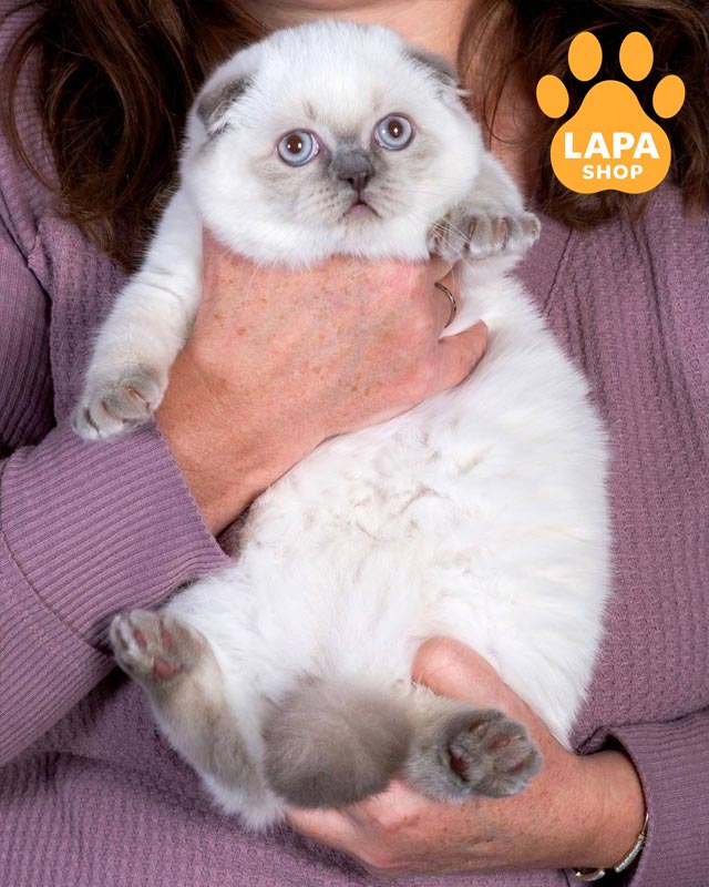 висловуха кішка