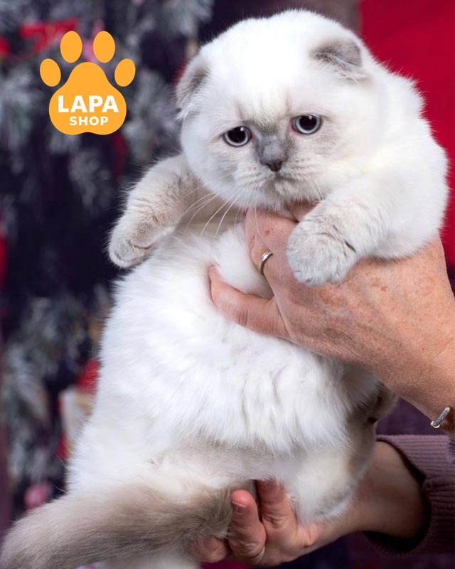 висловуха кішка