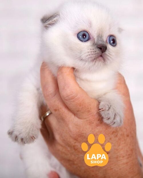 висловуха кішка