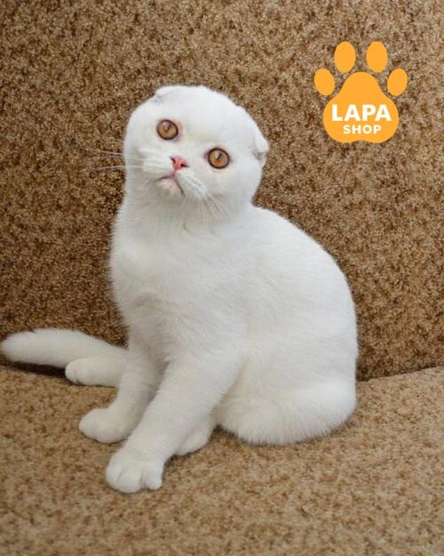 білосніжний скотіш-фолд