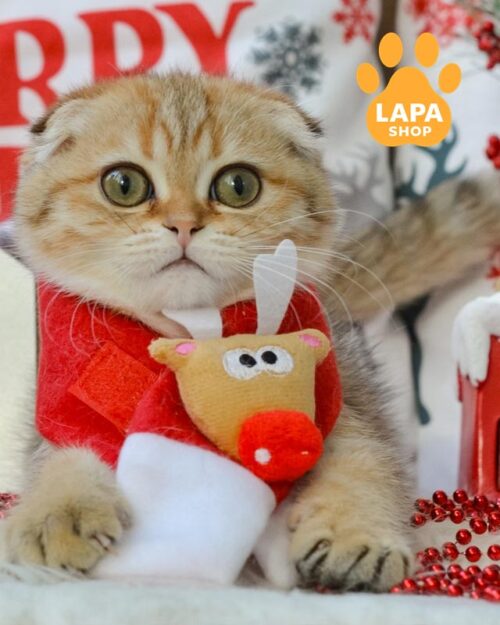 чорний золотий скотіш-фолд