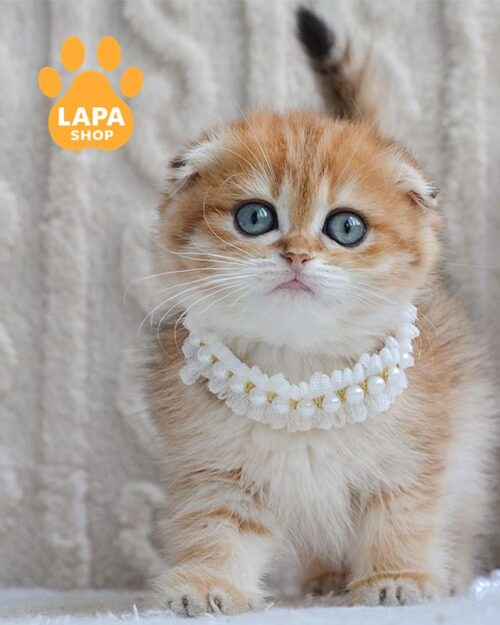 золота висловуха кішка