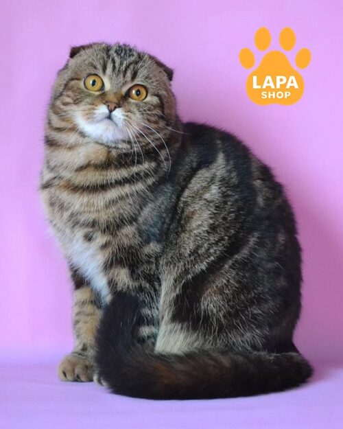 мармурова кішка скотіш-фолд