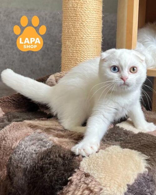 білосніжне висловухе кошеня